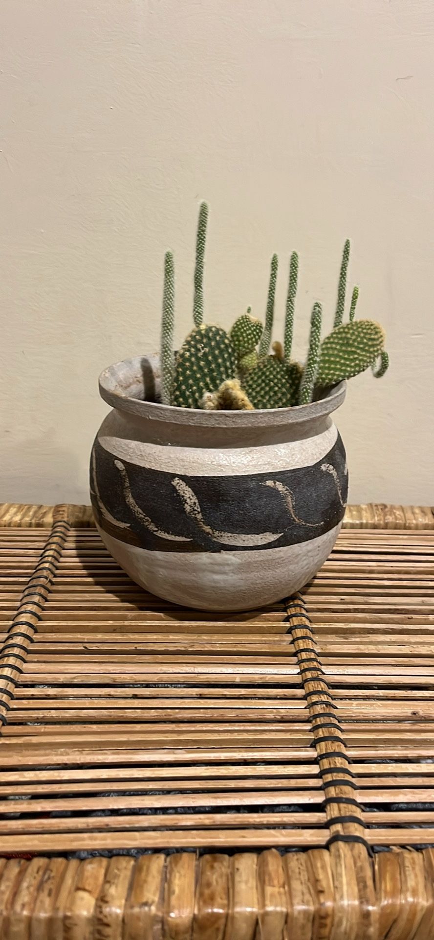 Bunny Ear Cactus In Handmade Ceramic Pot