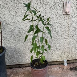 Thai Chili Plant 🪴 