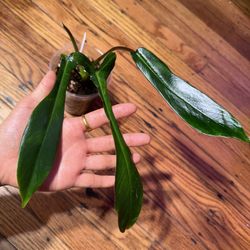 Philodendron Joepii Plant (Multiple Growth Point)