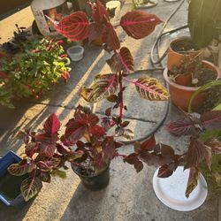 blood plant