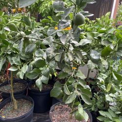 Oro Blanco Pomelo Plant White 