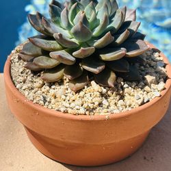 Korean succulents in clay pot