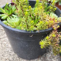 Sedum Mini Planters