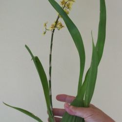 ORCHID Oncidium Dancing Lady Orchid  Golden Shower Live Plant.