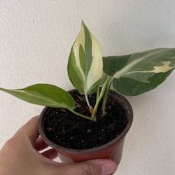 Beautiful Philodendron Rio Sport Plant