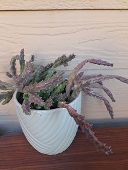 Stapelia Variegata 🌵