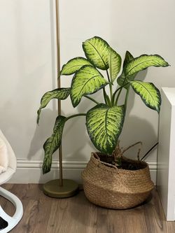 Large Dieffenbachia Plant with Woven Basket