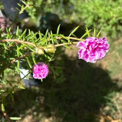 Rallito De Sol Plant 