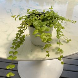 Golden Creeping Jenny ‘Aurea’ Lysimachia Nummularia (Outdoor & Indoor Live Plant)
