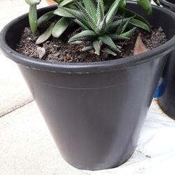 2 Huge Plants $7 Each In Weeki Wachee Spring Hill