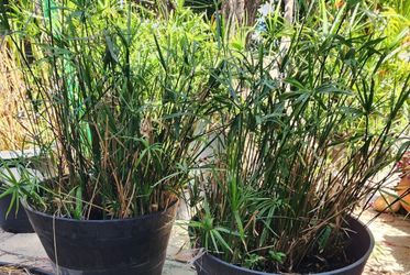 Umbrella Palm Cyperus