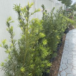 Podocarpus Plants Good For Make Fence