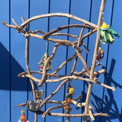 Parrot Perch Tree … Hard Durable Ribbon Wood- Lasts For Years… The Best Parrot Socializer !! 👍🏼💯