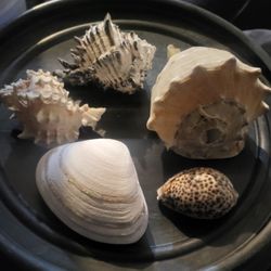 Real seashells from the ocean