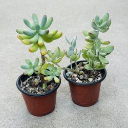 Succulents plants 🪴（2 for $5）