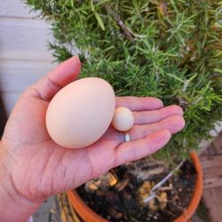 Farm Fresh Eggs