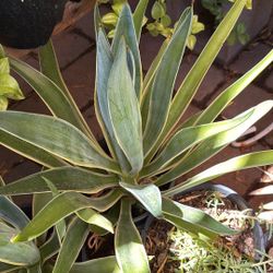 Agaves Plant