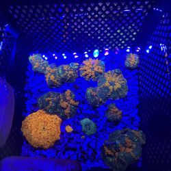 Sunkist Bounce Mushroom Jawbreaker Softie Coral Saltwater Aquarium