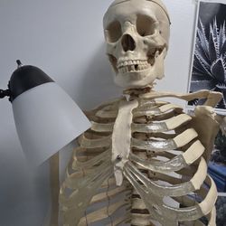 Skeleton Human Figure 