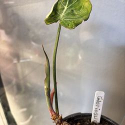 Philodendron Gloriosum 