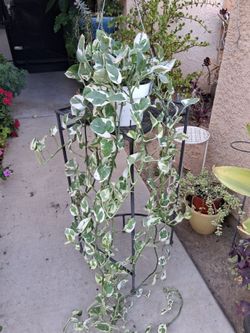 Large N'Joy Pothos Plant $25