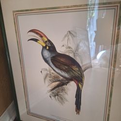 Plate 27 TOUCANS