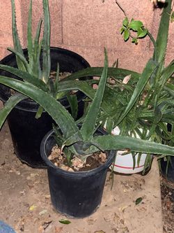 Aloe Vera Main Spotlight But I have other plants