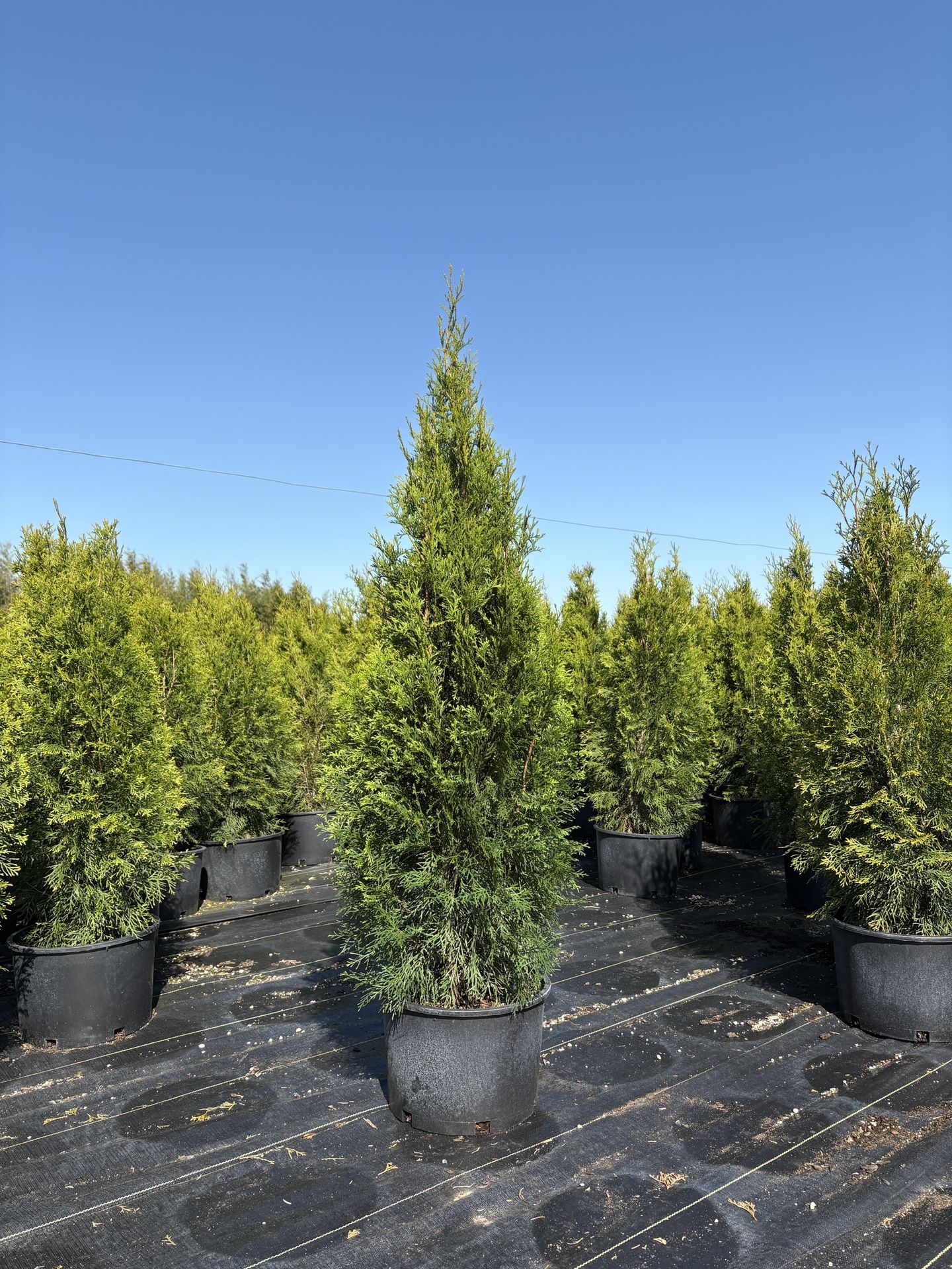 6 Gallon Emerald Green Arborvitae