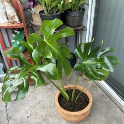 Monstera 