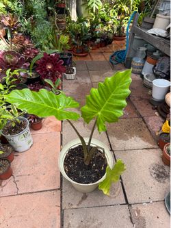 Alocasia Elephant Ear Plant