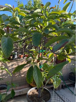 Avocado Tree