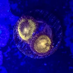 Pandora Zoa Display Decor