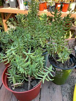Easy care succulent plants , indoor outdoor