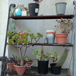 Plants For Sale