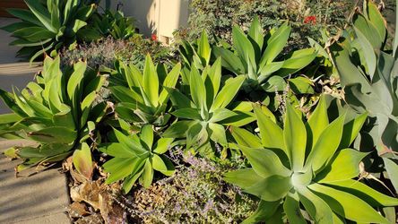 Agaves $10 each ,drought tolerant