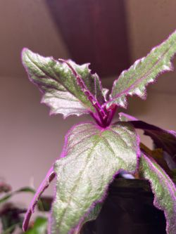 Indoor plant