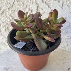 3 Inch Pot Succulent Plant - Sedum Praealtum - Green Cockscomb - Rooted & Established - Drought Resistant - 🪴