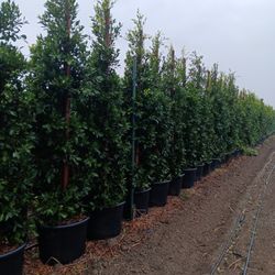 Ficus Nitida Indian 24 Gal Trees 