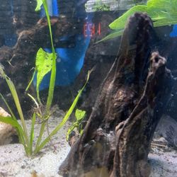 Aquarium Fish Tank Accessories And Decorations 