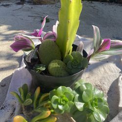 Cuttings From My Garden