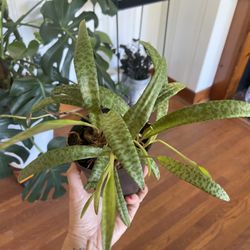 Silver Squill House Plant 