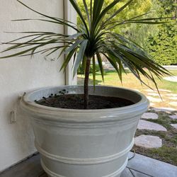 Very Large Outdoor Indoor Pots Glossy White Ceramic 40”Diameter