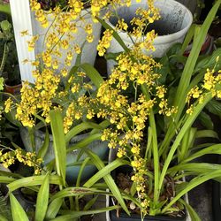 BLOOMING DANCING-LADY ORCIDS IN PLASTIC POT FOR SALE 