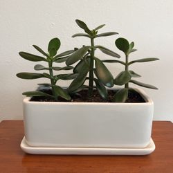 Jade Plant in White Planter