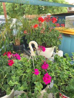 Large pots of Geraniums