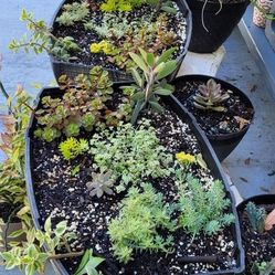 Assorted Succulents And Dish Gardens 