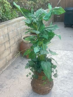 4’ Wax potted plant