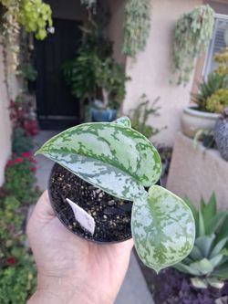 Scindapsus SILVER Lady Plant $13