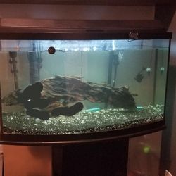 45 Gal Bow Front Aquarium