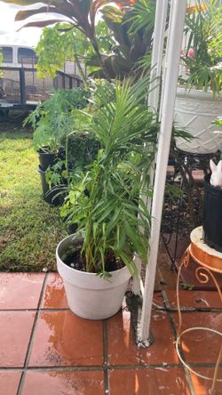 Plantas